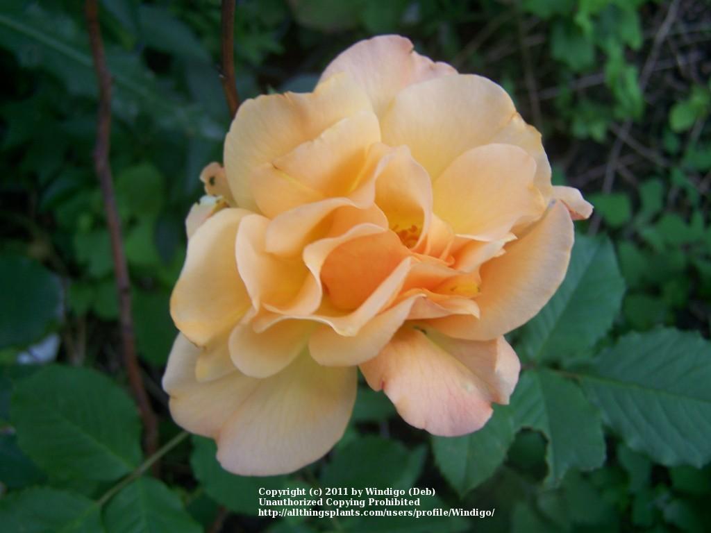 Photo of Rose (Rosa 'Autumn Sunset') uploaded by Windigo