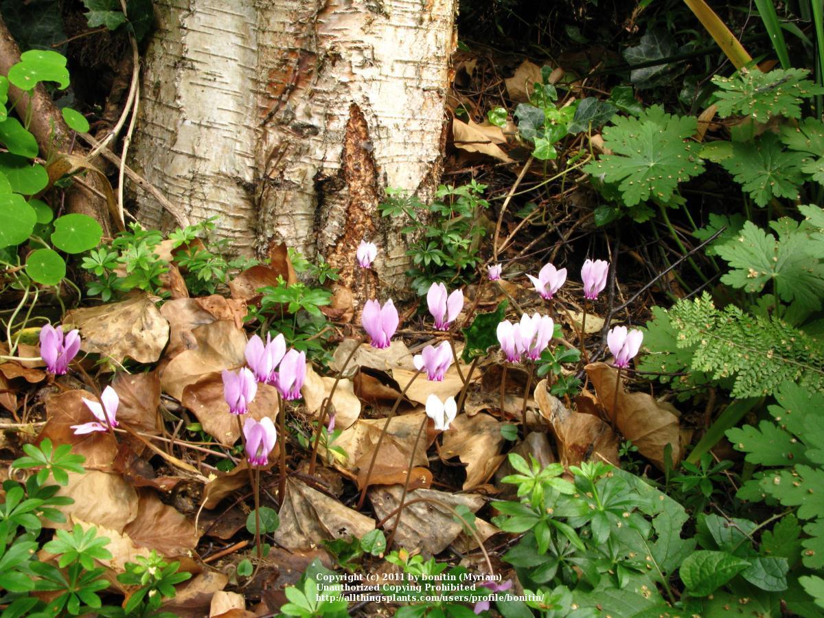 Photo of Hardy Cyclamen (Cyclamen hederifolium) uploaded by bonitin