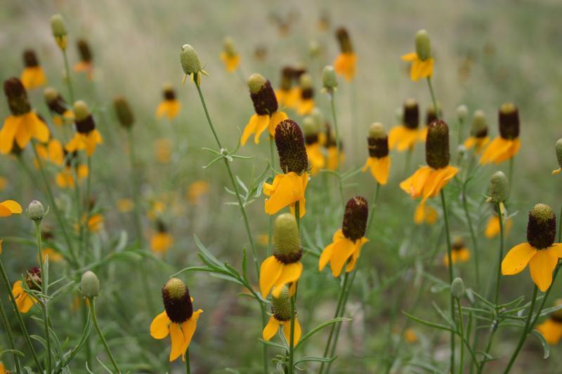 Photo of Mexican Hat (Ratibida columnifera) uploaded by dave