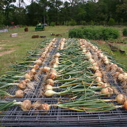 Location: Jacksonville, TX
Date: May 18, 2011 10:26 AM
Laid out for curing