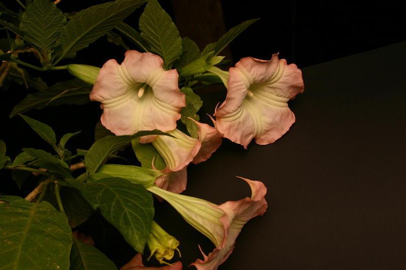 Photo of Angel's Trumpet (Brugmansia 'Frosty Pink') uploaded by dave