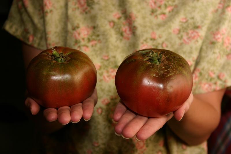 Photo of Tomato (Solanum lycopersicum 'Cherokee Purple') uploaded by dave