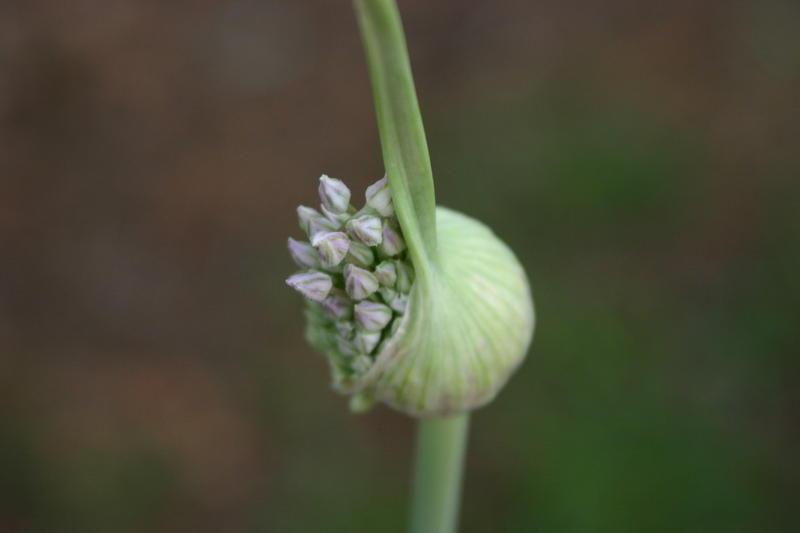 Photo of Elephant Garlic (Allium ampeloprasum) uploaded by dave