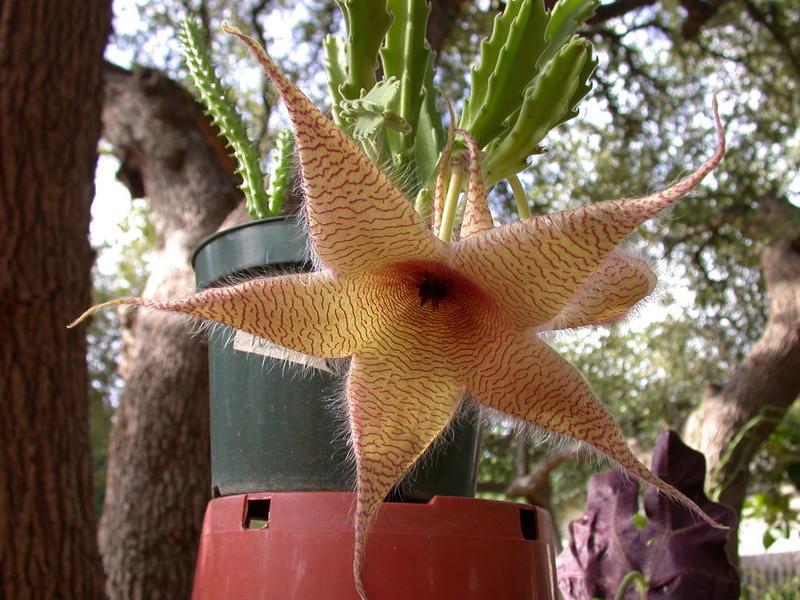 Photo of Starfish Plant (Ceropegia gigantea) uploaded by dave