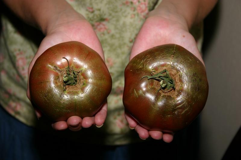 Photo of Tomato (Solanum lycopersicum 'Cherokee Purple') uploaded by dave