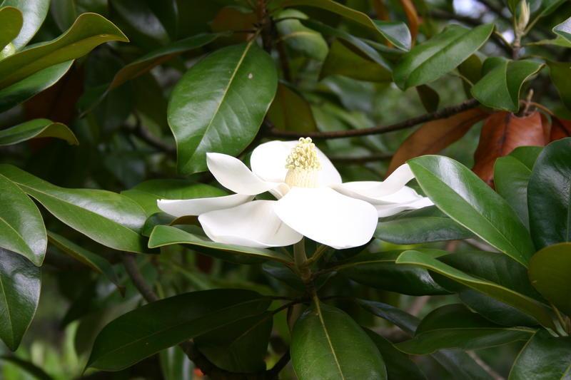 Photo of Southern Magnolia (Magnolia grandiflora) uploaded by dave