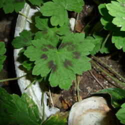 Location: Indiana  Zone 5
Date: Sep 18, 2011 6:30 PM
