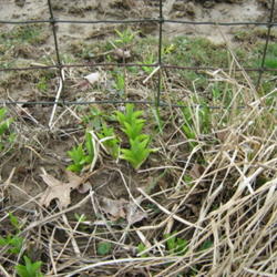 Location: Indiana  Zone 5
Date: late April
newly emerging in spring