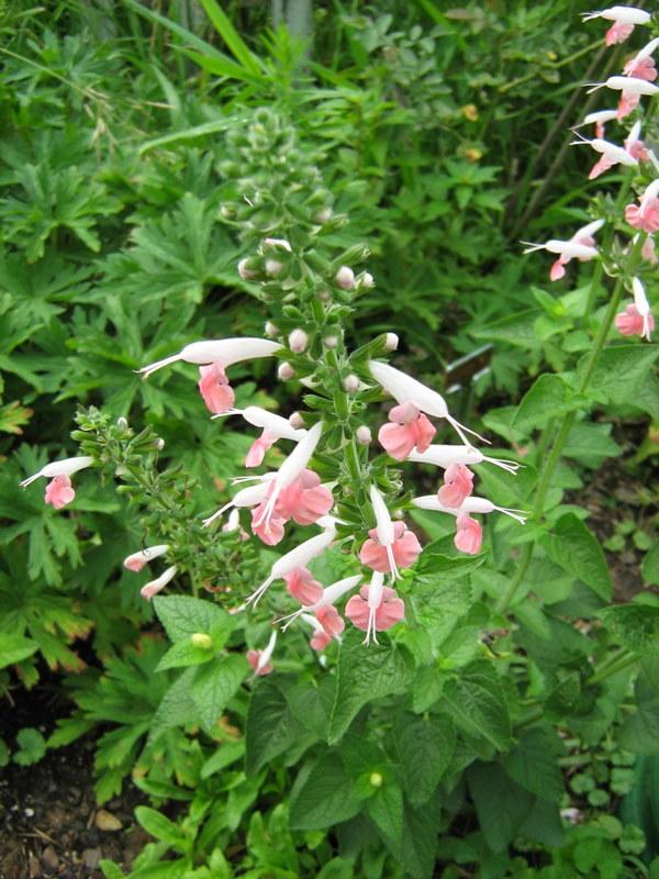 Photo of Hummingbird Sage (Salvia coccinea 'Coral Nymph') uploaded by gardengus
