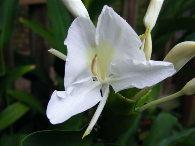 Photo of Butterfly Ginger (Hedychium coronarium) uploaded by gingin