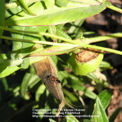 Location: Cincinnati, Oh
Date: July 2007
Milkweed bugs destroy seeds and pods