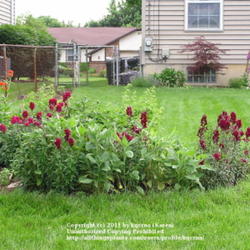 Location: Cincinnati, Oh
Date: May 2010
Flowers look like burgundy velvet