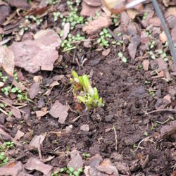 Location: Cincinnati, Oh
Date: Spring 2007
A. tuberosa spring emergence