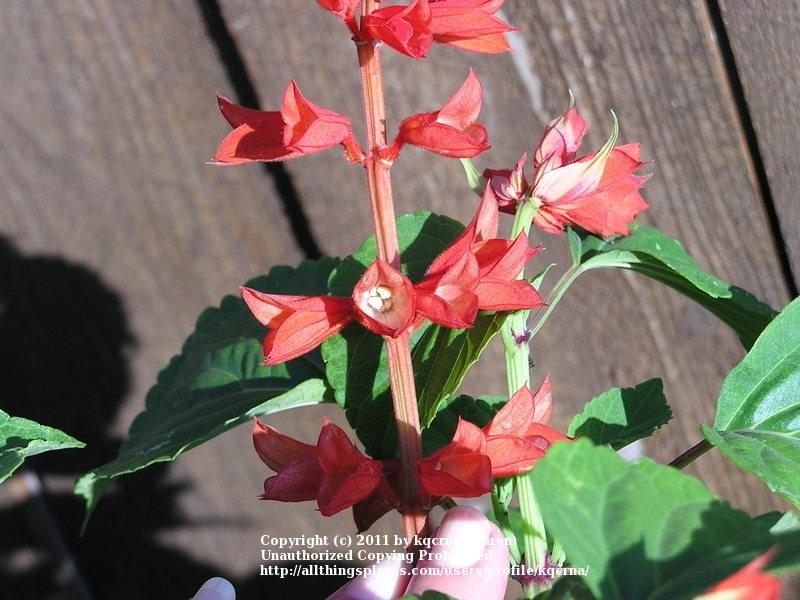 Photo of Scarlet Sage (Salvia splendens) uploaded by kqcrna