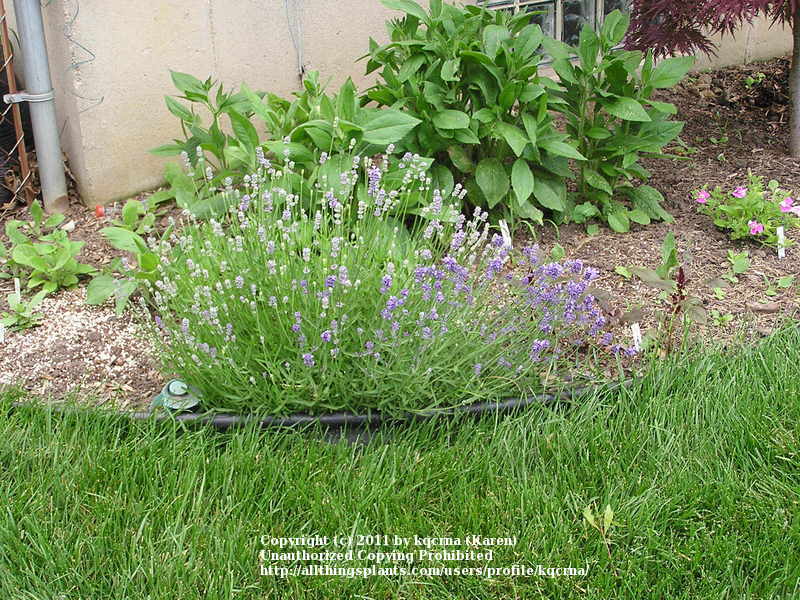 Photo of English Lavender (Lavandula angustifolia 'Munstead') uploaded by kqcrna