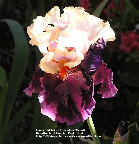 Photo of Tall Bearded Iris (Iris 'Liaison') uploaded by okus