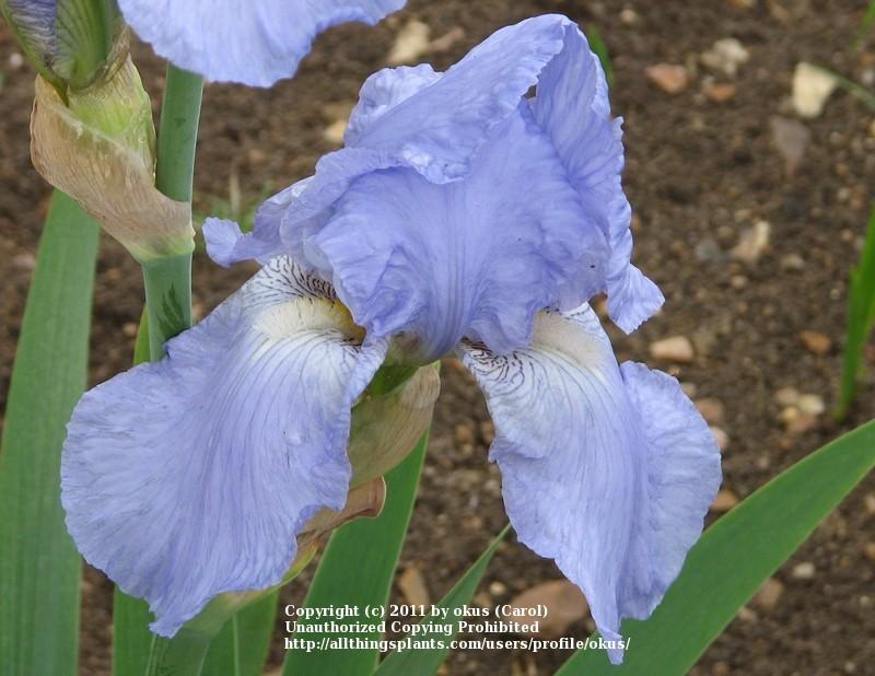 Photo of Tall Bearded Iris (Iris 'Babbling Brook') uploaded by okus
