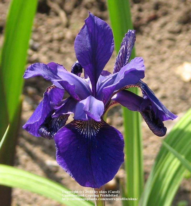 Photo of Siberian Iris (Iris 'Caesar's Brother') uploaded by okus