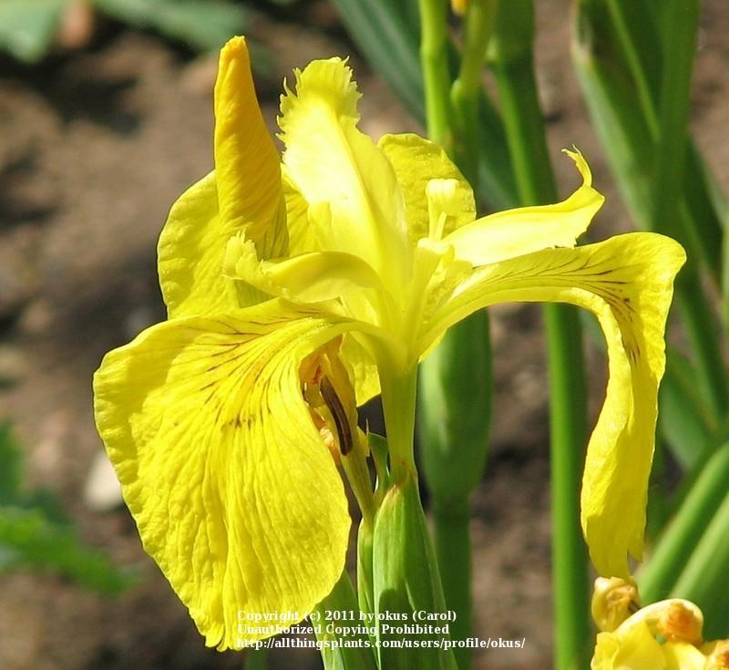 Photo of Species Iris (Iris pseudacorus 'Milton') uploaded by okus