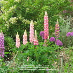 Location: Lincolnshire, England, UK
Date: May 16, 2011 
Lupins and Alliums in an English Garden
