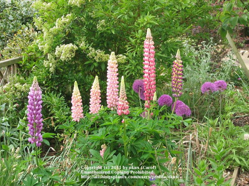 Photo of Russell Lupine (Lupinus regalis) uploaded by okus