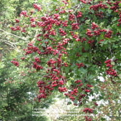 Location: Lincolnshire, England, UK
Date: 22 September 2011
Hawthorn Berries