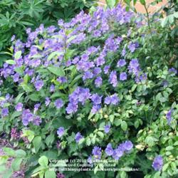 Location: Lincolnshire, England, UK
Date: Jun 11, 2010
Geranium Johnson's Blue in full and glorius flower