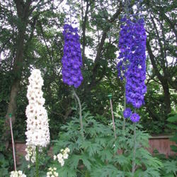 Location: Lincolnshire, England, UK
Date: Jun 24, 2011
Delphiniums in England