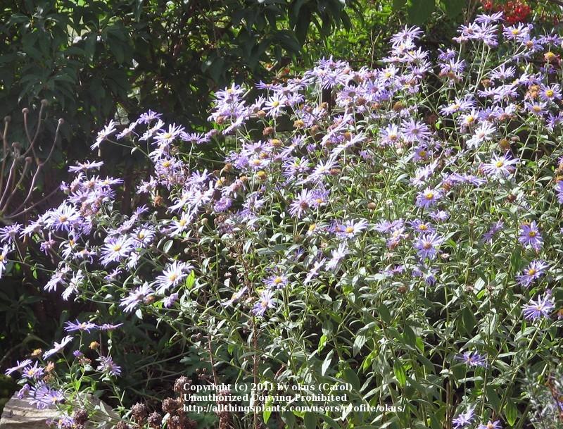 Photo of Aster (Aster x frikartii 'Monch') uploaded by okus