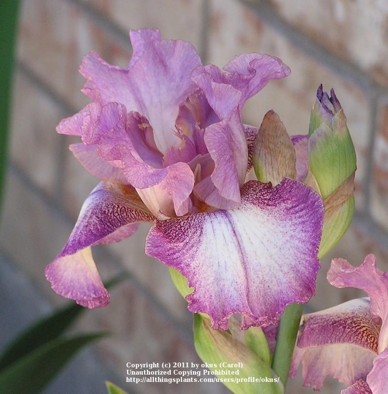 Photo of Tall Bearded Iris (Iris 'Pink Froth') uploaded by okus