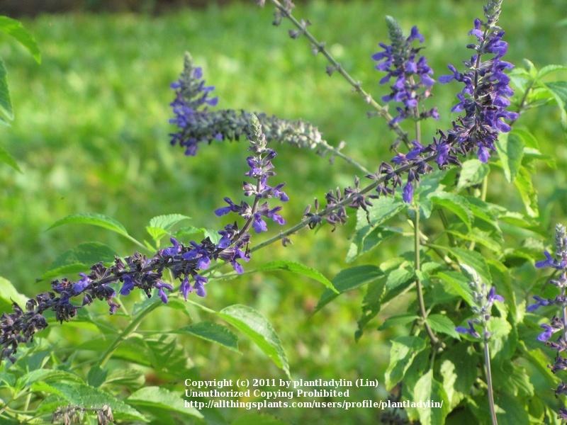 Photo of Salvias (Salvia) uploaded by plantladylin
