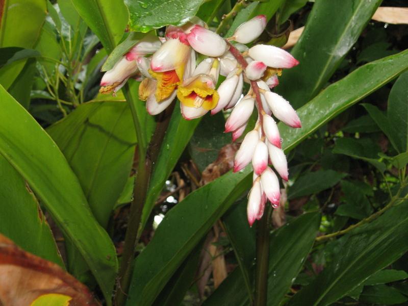 Photo of Shell Ginger (Alpinia zerumbet) uploaded by wcgypsy