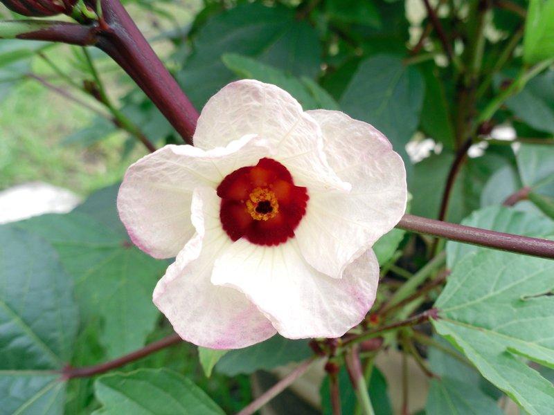 Photo of Roselle (Hibiscus sabdariffa) uploaded by wildflowers
