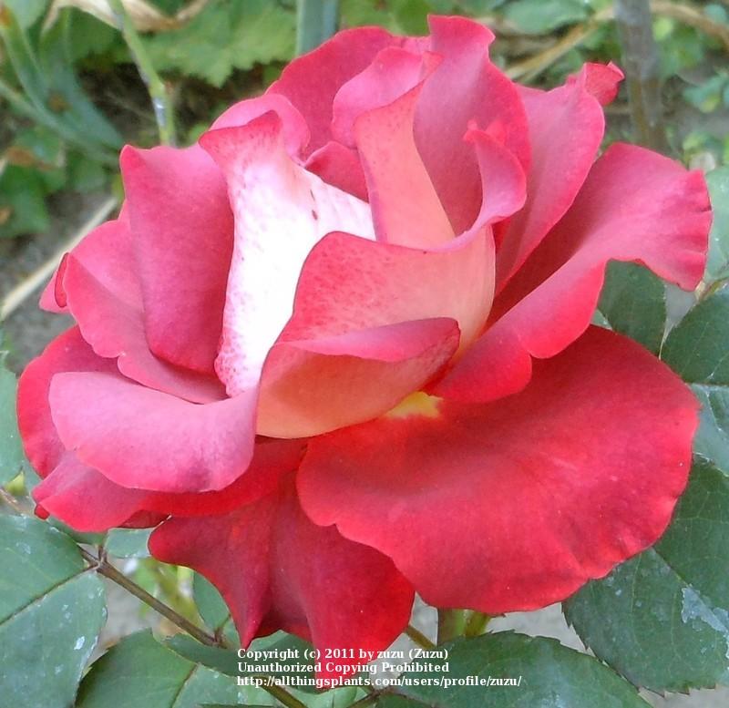 Photo of Rose (Rosa 'Estelle') uploaded by zuzu