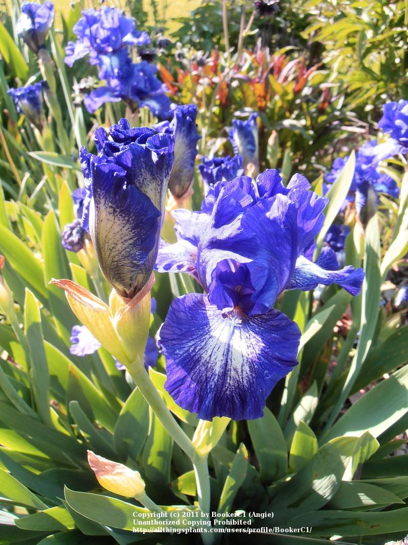 Photo of Intermediate Bearded Iris (Iris 'Starwoman') uploaded by BookerC1