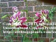Photo of Lily (Lilium 'Black Beauty') uploaded by BookerC1