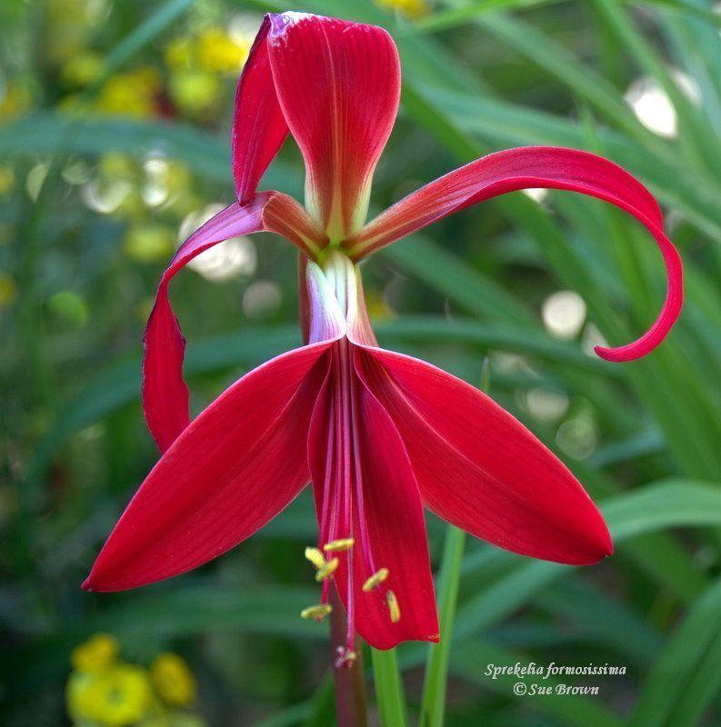 Photo of Aztec Lily (Sprekelia formosissima) uploaded by Calif_Sue