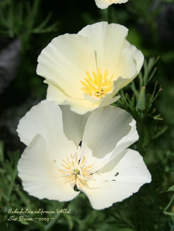 Photo of California Poppy (Eschscholzia californica 'Alba') uploaded by Calif_Sue
