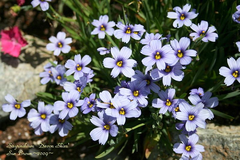 Photo of Blue Eyed Grass (Sisyrinchium 'Devon Skies') uploaded by Calif_Sue