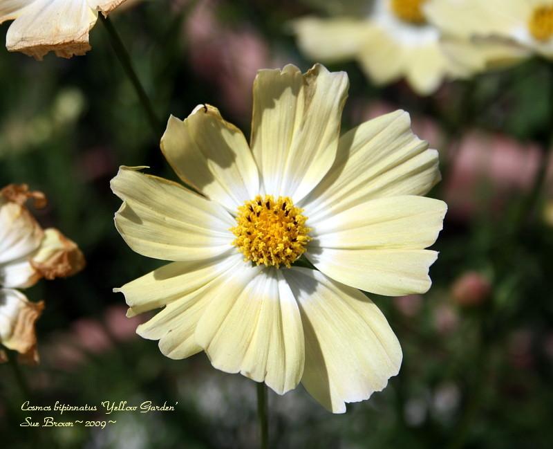 Photo of Cosmos (Cosmos bipinnatus 'Yellow Garden') uploaded by Calif_Sue