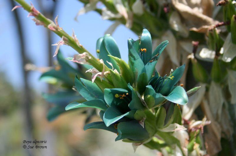 Photo of Bromeliad (Puya alpestris) uploaded by Calif_Sue