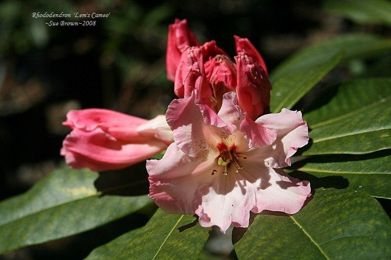 Photo of Rhododendron 'Lem's Cameo' uploaded by Calif_Sue