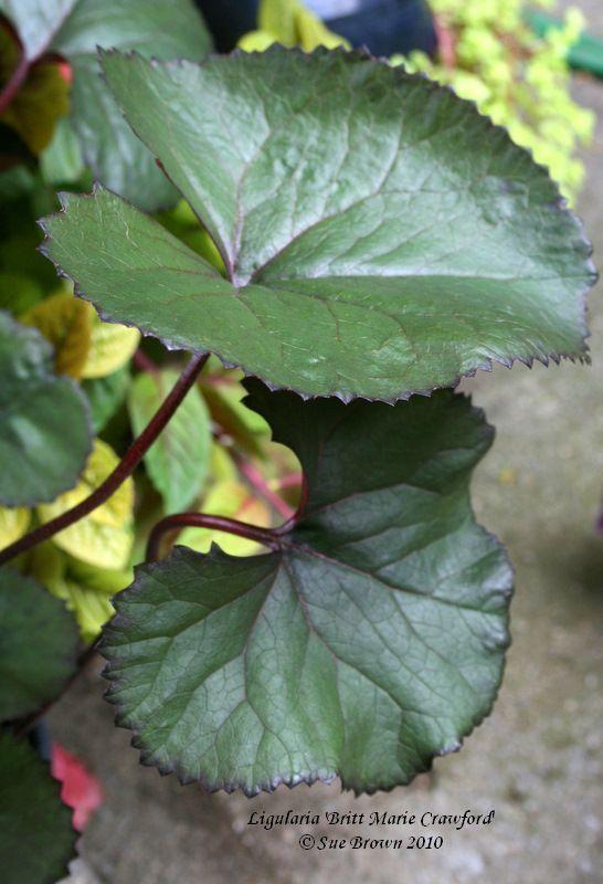 Photo of Ligularia (Ligularia dentata 'Britt Marie Crawford') uploaded by Calif_Sue