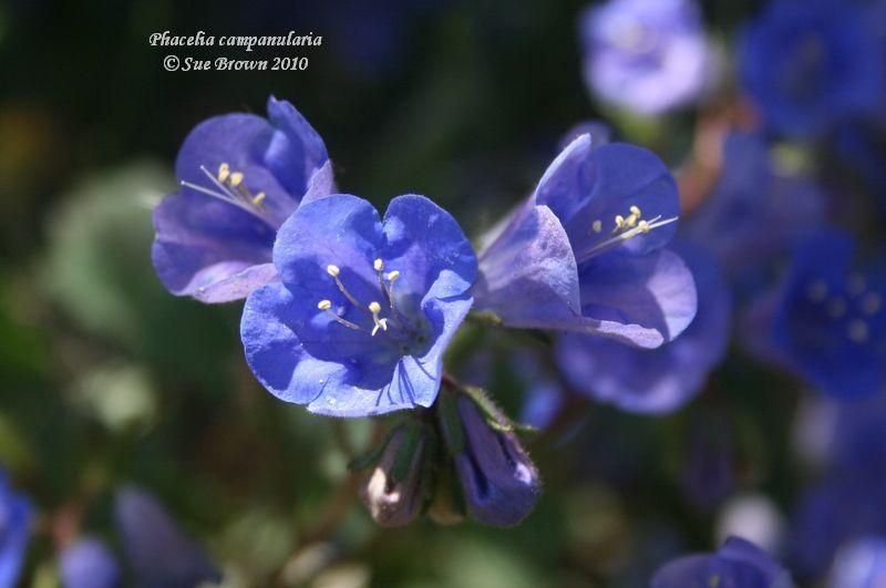 Photo of California Bluebells (Phacelia campanularia) uploaded by Calif_Sue
