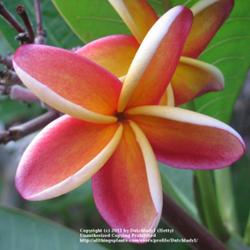 Location: Southwest Florida
Date: summer 2011
Vivid, bright Hawaiian variety. Great Lei flower.