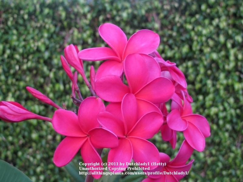 Photo of Plumeria (Plumeria rubra 'Plastic Pink') uploaded by Dutchlady1