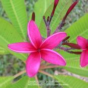 one of the old-time registered plumeria varieties, lovely fairly 