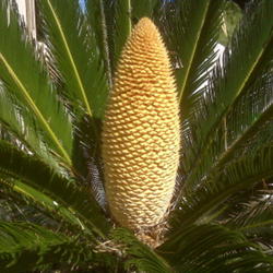 Location: Houston, Texas, outdoors, full sun
Date: May 29, 2009 10:44 AM
King Sago Palm male \"cone\" blooming