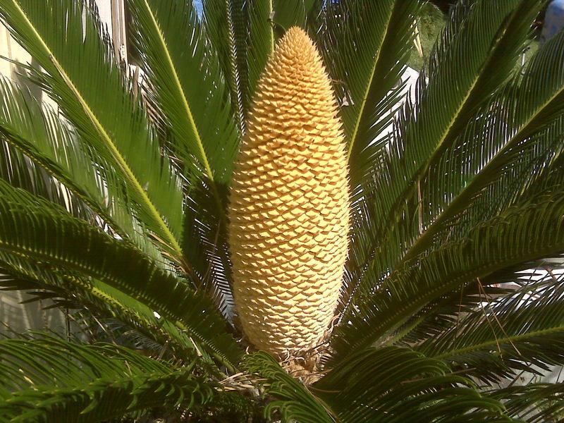 Photo of Sago Palm (Cycas revoluta) uploaded by Gymgirl