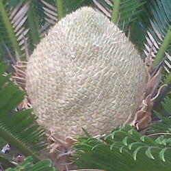 Location: Houston, Texas, outdoors, full sun
Date: May 17, 2009 3:43 PM
King Sago Palm female \"flower\" beginning